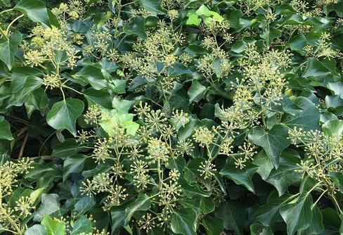 Плющ обыкновенный Арборесценс Hedera helix Arborescens С3