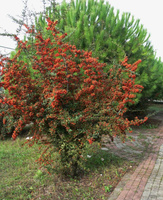 Пираканта ярко-красная Pyracantha coccinea