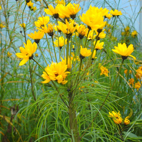 Подсолнечник иволистный Helianthus salicifolius