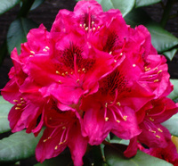 Рододендрон Rhododendron Nova Zembla