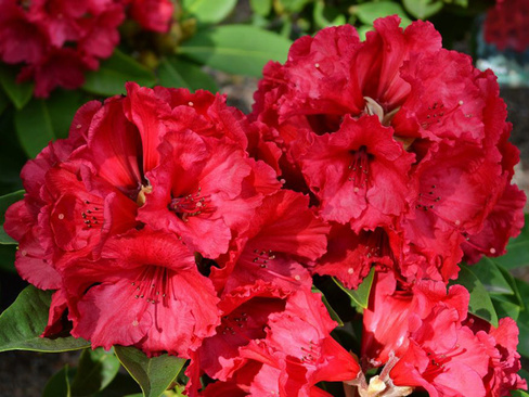 Рододендрон Rhododendron Red Jack