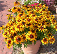 Рудбекия Rudbeckia Summerina Yellow