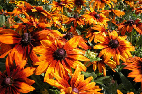 Рудбекия Rudbeckia Summerina Orange