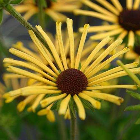 Рудбекия Rudbeckia sub. Henry Eilers