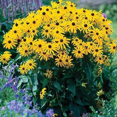 Рудбекия блестящая Rudbeckia fulgida Goldsturm