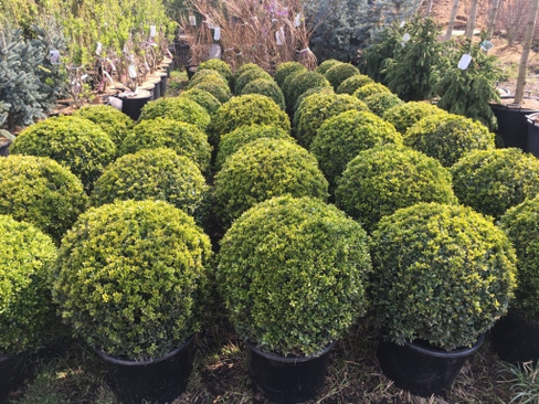 Самшит Buxus sempervirens ball 60-80см С50