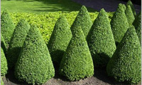 Самшит Buxus sempervirens конус