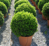 Самшит Buxus sempervirens (ball) d=40-45 RB