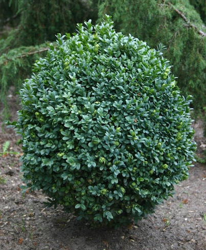 Самшит Buxus sempervirens ball ф 50-60, С35