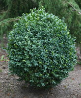 Самшит Buxus sempervirens ball ф 50-60, С35