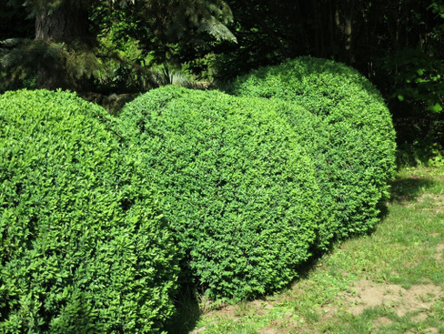 Самшит Buxus sempervirens ball 80-100 см С70