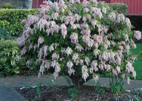 Халесия (ландышевое дерево) Halesia corolina