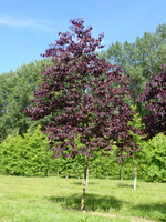 Церсис Cercis Forest Pansy