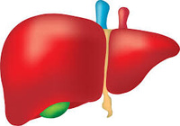 Эластография печени на аппарате ФиброСкан (FibroScan)